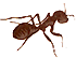 A Natural Indoor Insect Repellent Image
